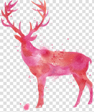 Deer Watercolor Painting Drawing   Animal Vector Deer  HD Png Download