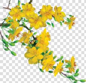 Yellow Apricot Vector Free   Hoa Mai No Background  HD Png Download