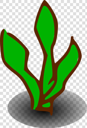 Transparent Bush Png   Clip Art Of Kelp  Png Download