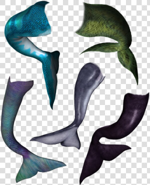 Mermaid  Tail  Dolphin  Orca  Whale Fish  Scaly  Merman   Dolphin Mermaid Tail  HD Png Download