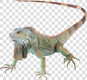 Lizard Png   Green Iguana Png  Transparent Png