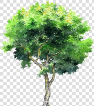 Tree Trees Leafs Greentree Green Ftestickers   Tree In Png  Transparent Png