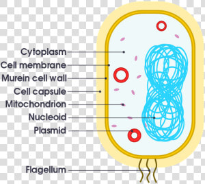 Organelles Meaning  HD Png Download