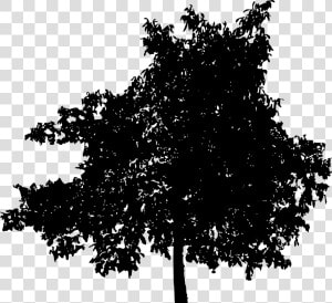 45 Tree Silhouettes Png Transparent Background   Deciduous Tree Silhouette Png  Png Download