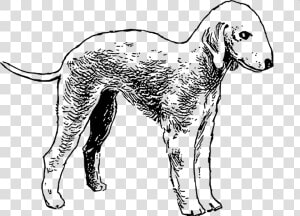 Line Art wildlife dalmatian   Bedlington Terrier Colouring Book  HD Png Download