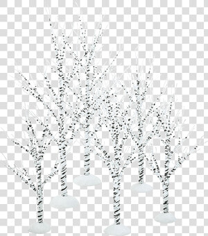 Winter Birch Trees   Still Life Photography  HD Png Download