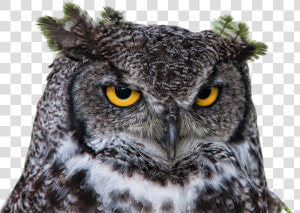 Owl  Grand Duke  Png  Clipping  Raptor  Head  Bird   Bird Head Png  Transparent Png