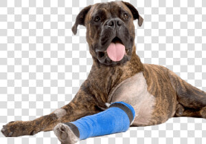 Dog Boxer Asc Bandage Arm852   Injured Dog Png  Transparent Png