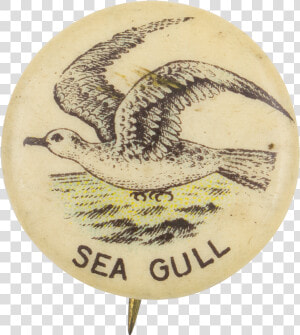 Sea Gull Advertising Button Museum   Golden Eagle  HD Png Download