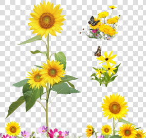 Common Sunflower Cartoon Illustration   Cartoon Cute Clipart Sunflower  HD Png Download