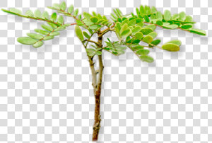 Acacia Greggii  HD Png Download