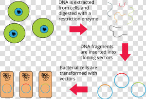 Genomic Library  HD Png Download