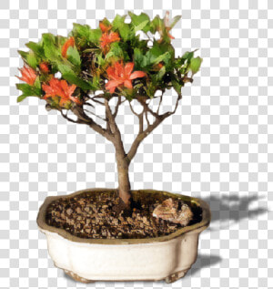 Bonsai Tree Png   Flowerpot  Transparent Png