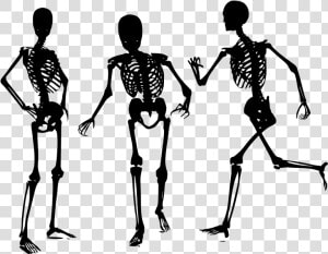 Human Bone Png   Skelett Png  Transparent Png