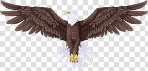 Bald Eagle Flight Drawing   Full Body Eagle Drawing  HD Png Download