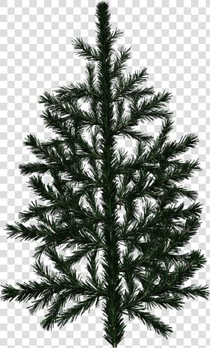 Pine Tree Branch Texture   Png Download   Pine Tree Branch Texture  Transparent Png