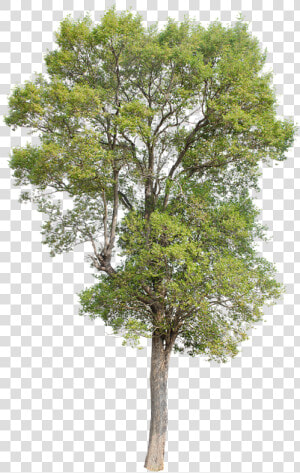 Tree  Green  Isolated  Garden  Forest  Decoration   Isolated Oak Tree Png  Transparent Png