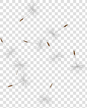 Dandelion Transparent Flying   Dandelion Seeds Flying Background  HD Png Download