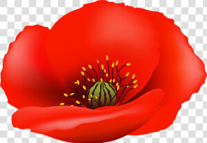 Poppy Flower Png Clip   Transparent Background Poppy Flower Png  Png Download