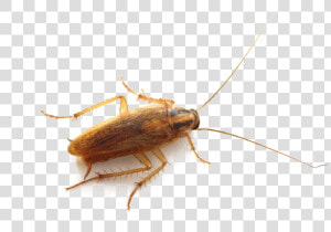 Roach Png Image   German Cockroach Cockroach Uk  Transparent Png