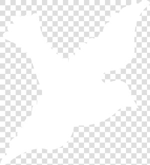 Dove   Pigeons And Doves  HD Png Download