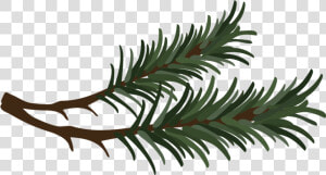 Branch Drawing Pine Needle   Pine Branch Vector Png  Transparent Png