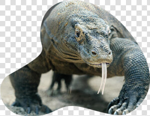 Knoxville Zoo Komodo Dragon  HD Png Download