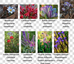 Various Native Wildflowers   Native Iowa Prairie Plants  HD Png Download