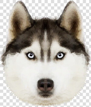 Download Husky Png Transparent Image For Designing   Husky Clipart With Transparent Background  Png Download