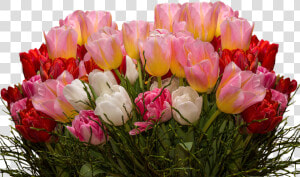 Tulips  Png  Nature  Flowers  Tulpenzwiebel  Spring   Transparent Tulips Flowers  Png Download