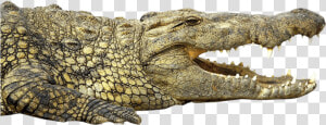 Crocodile   Nile Crocodile Png  Transparent Png