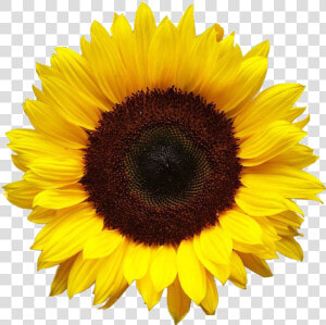 Aesthetic Sunflower Png Photo   Transparent Background Transparent Sunflower  Png Download