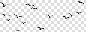 Birds Png Image   Birds In Sky Png  Transparent Png