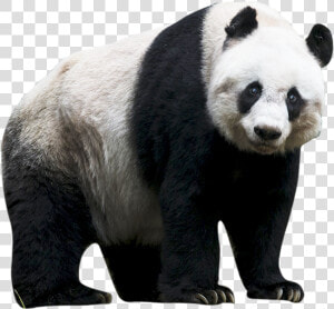 Panda Png   Transparent Background Panda Png  Png Download