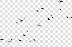 Flying Birds Design Large   Flock  HD Png Download