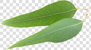 Clear Revive Eucalyptus Essential Oil I   Bay Laurel  HD Png Download