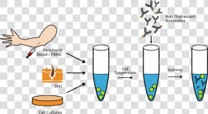 Antibodies Png  Transparent Png