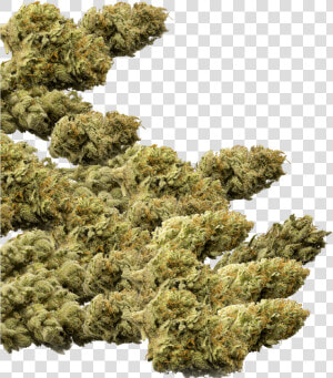 Buds Group   Marijuana Buds Png  Transparent Png