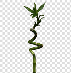 Bamboo Png   Lucky Bamboo  Transparent Png