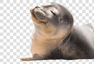 Transparent Seal Animal Png   Steller Sea Lion Transparant  Png Download