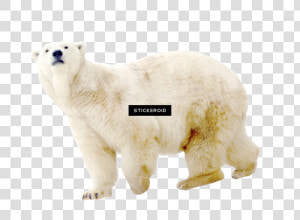 Polar White Bear   Polar Bear  HD Png Download