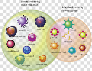 Which cells   Types Of Cells Immune System  HD Png Download