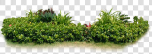  arbustos   Plantas De Jardín Png  Transparent Png