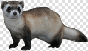 Ferret Png Transparent   Black Footed Ferret Png  Png Download