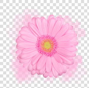 Barberton Daisy  HD Png Download