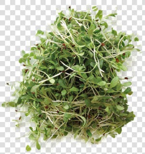 Alfalfa   Micro Plants  HD Png Download