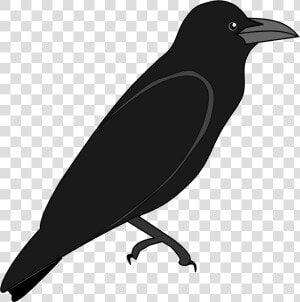 File Junglecrow Wikimedia Commons   Outline Image Of Crow  HD Png Download