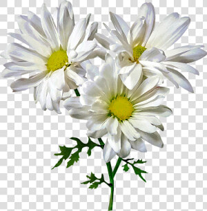 Oxeye Daisy  HD Png Download