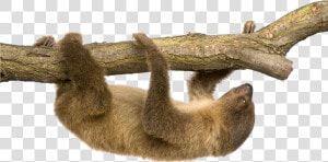 Linnaeus S Two Toed Sloth Hoffmann S Two Toed Sloth   Sloth Png  Transparent Png