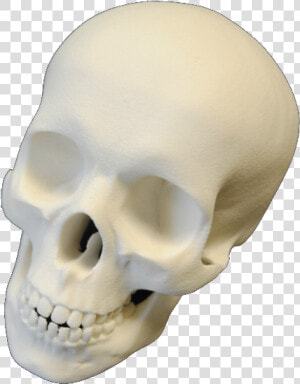 Makerbot Desktop 5th Generation 3d Printer   Skull  HD Png Download